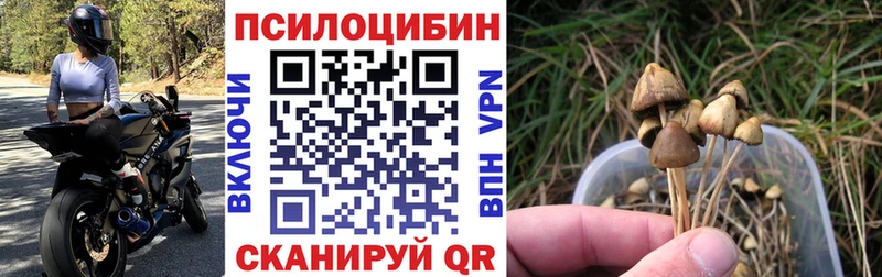 Псилоцибиновые грибы Cubensis  Купить закладки  Кувшиново 